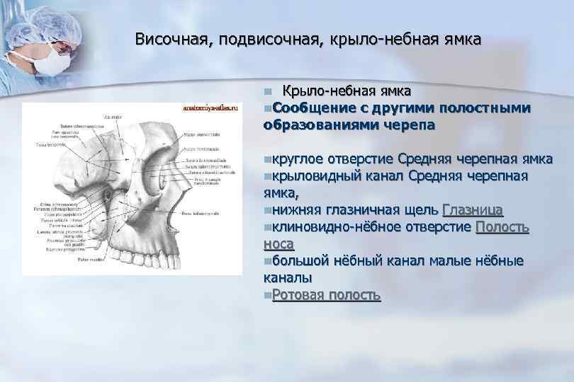 Крыловидно небная ямка каналы. Подвисочная ямка послойное строение. Височная подвисочная и крыловидно-небная ямки. Височная ямка анатомия стенки. Подвисочная ямка анатомия.