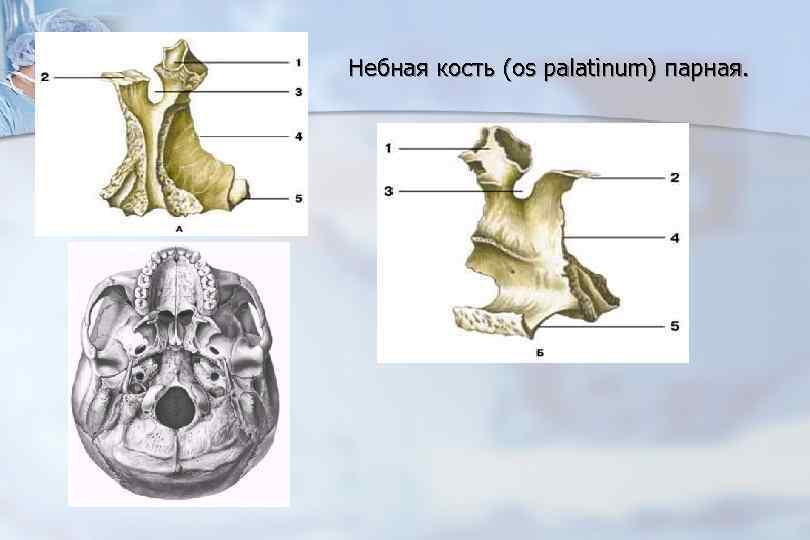 Парная кость. Небная кость (os Palatinum). Небная кость парная анатомия. Нёбная кость, os Palatinum строение. Небная кость в черепе.