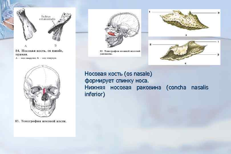 Носовые кости черепа