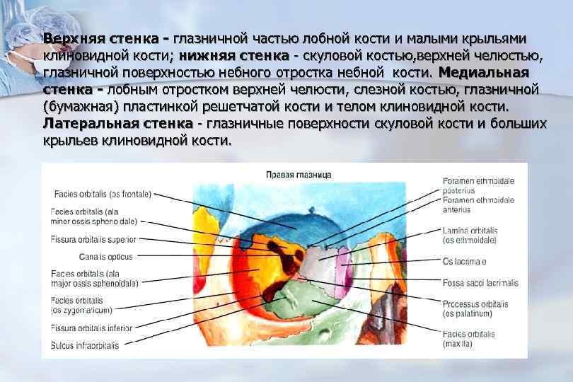 Верхняя стенка. Глазничная пластинка лобной кости. Нижняя глазничная стенка. Глазничная поверхность лобной кости. Глазничная поверхность скуловой кости.