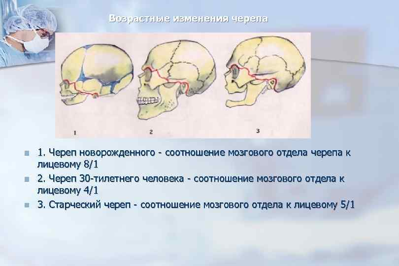 Мозговой череп новорожденного. Изменения лицевого и мозгового отделов черепа ребенка.. Соотношение лицевого и мозгового черепа у детей. Возрастные изменения соотношения мозгового и лицевого черепа;. Череп новорожденного возрастные изменения.