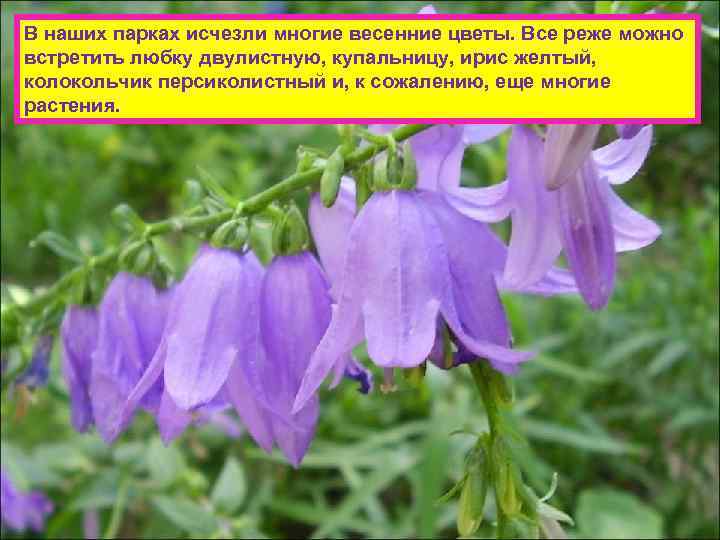 В наших парках исчезли многие весенние цветы. Все реже можно встретить любку двулистную, купальницу,