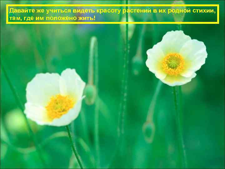 Давайте же учиться видеть красоту растений в их родной стихии, там, где им положено