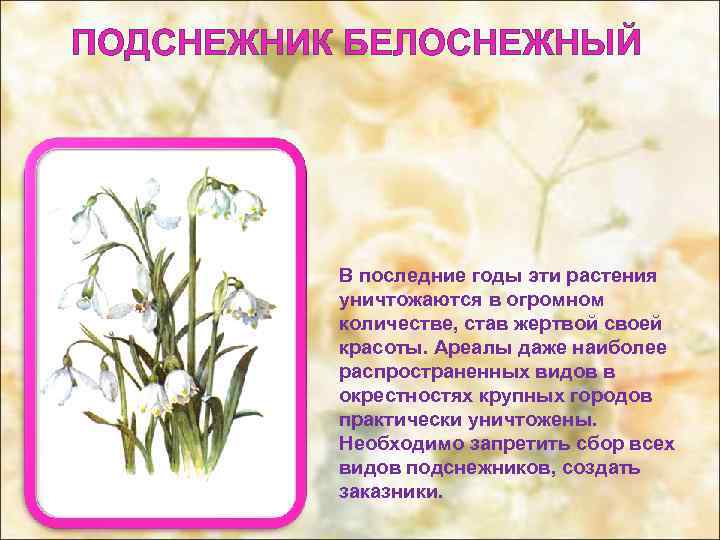 ПОДСНЕЖНИК БЕЛОСНЕЖНЫЙ В последние годы эти растения уничтожаются в огромном количестве, став жертвой своей