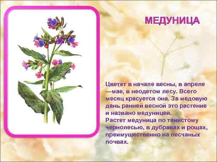 МЕДУНИЦА Цветет в начале весны, в апреле —мае, в неодетом лесу. Всего месяц красуется