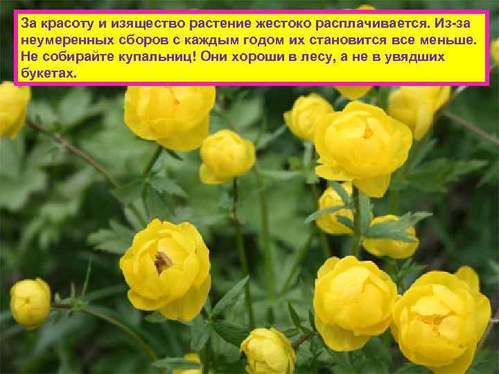 За красоту и изящество растение жестоко расплачивается. Из-за неумеренных сборов с каждым годом их