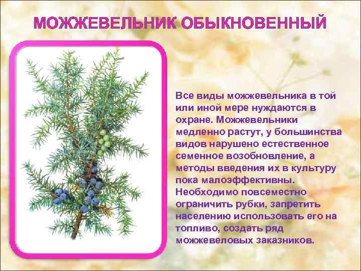 МОЖЖЕВЕЛЬНИК ОБЫКНОВЕННЫЙ Все виды можжевельника в той или иной мере нуждаются в охране. Можжевельники