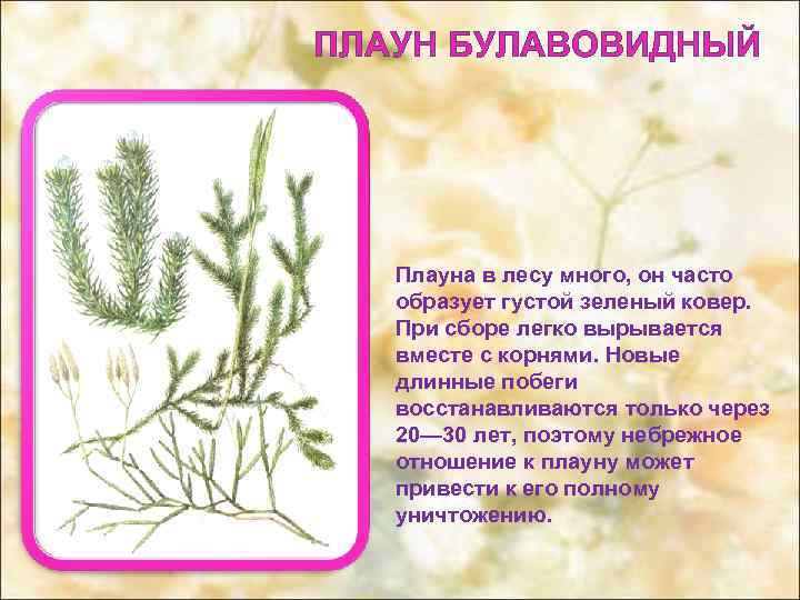 ПЛАУН БУЛАВОВИДНЫЙ Плауна в лесу много, он часто образует густой зеленый ковер. При сборе