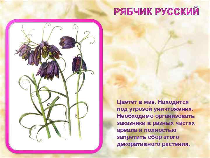 РЯБЧИК РУССКИЙ Цветет в мае. Находится под угрозой уничтожения. Необходимо организовать заказники в разных