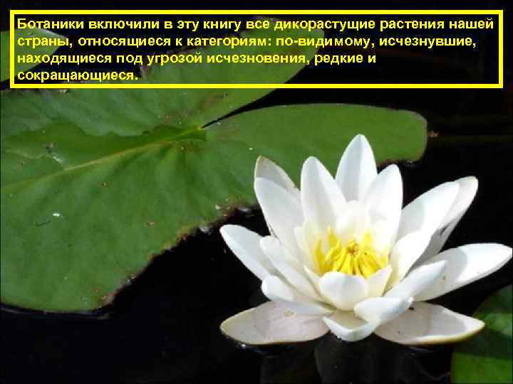 Ботаники включили в эту книгу все дикорастущие растения нашей страны, относящиеся к категориям: по-видимому,