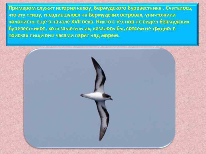 Примером служит история кахоу, бермудского буревестника. Считалось, что эту птицу, гнездившуюся на Бермудских островах,