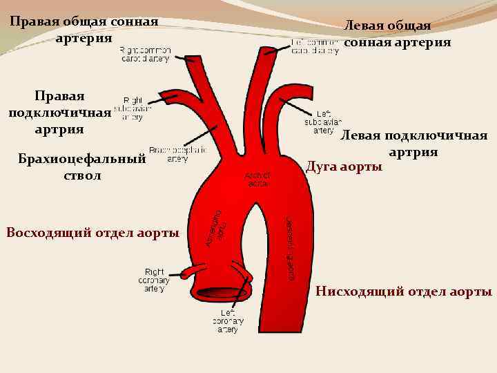 Схема артерий дуги аорты