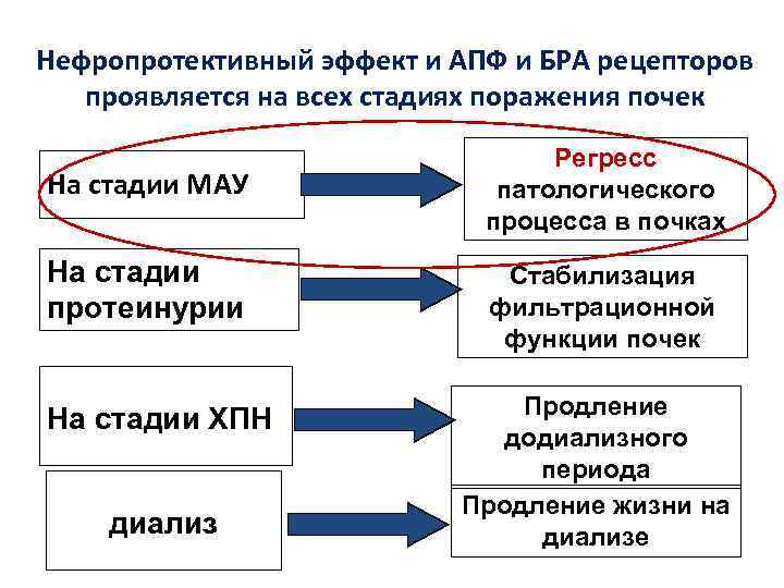 В чем проявляется рецепторная функция. Стадии МАУ. АПФ И бра. Нефропротективное действие это. Нефроппотекимвеое действие это.