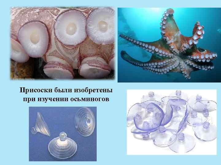 Присоски были изобретены при изучении осьминогов 