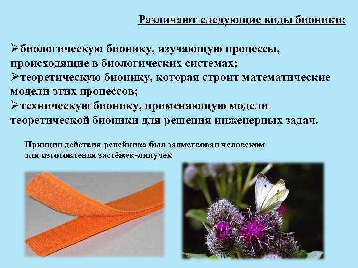 Различают следующие виды бионики: Øбиологическую бионику, изучающую процессы, происходящие в биологических системах; Øтеоретическую бионику,