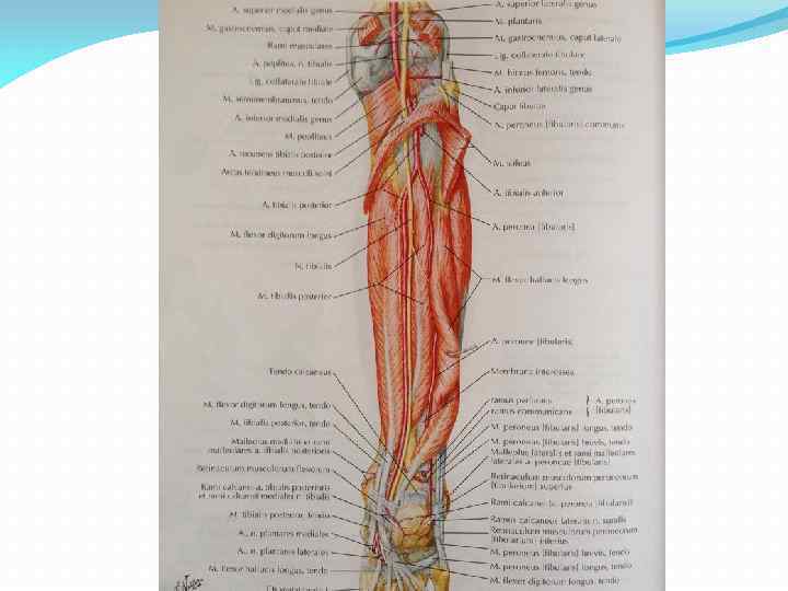 Ишемия нижних конечностей фото