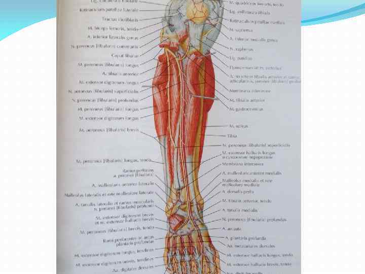 Артерии нижних конечностей фото