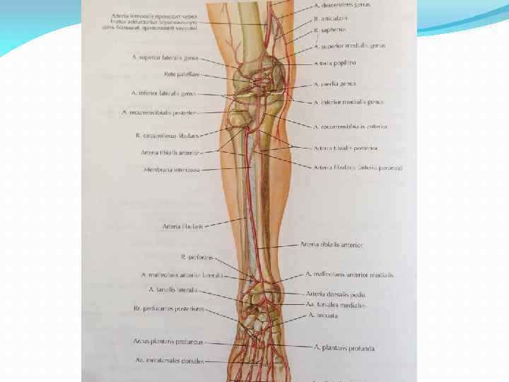 Артерии нижних конечностей фото