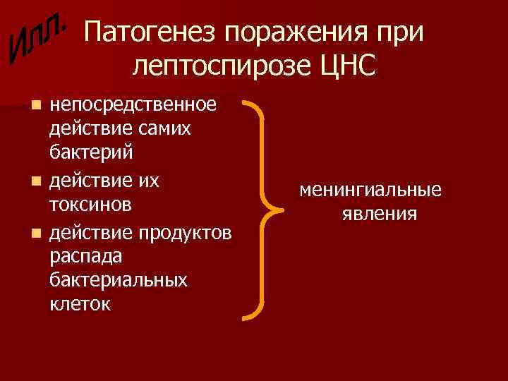 Патогенез поражения при лептоспирозе ЦНС непосредственное действие самих бактерий n действие их токсинов n