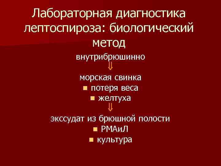 Лабораторная диагностика лептоспироза: биологический метод внутрибрюшинно морская свинка n потеря веса n желтуха экссудат