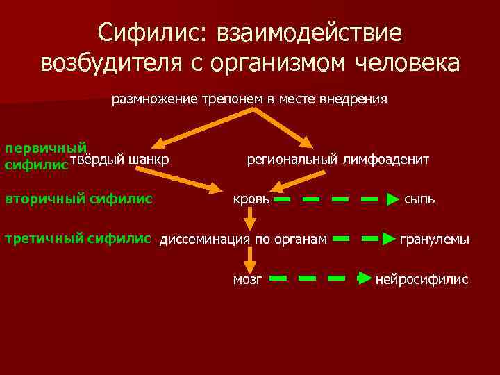 Сифилис: взаимодействие возбудителя с организмом человека размножение трепонем в месте внедрения первичный сифилис твёрдый