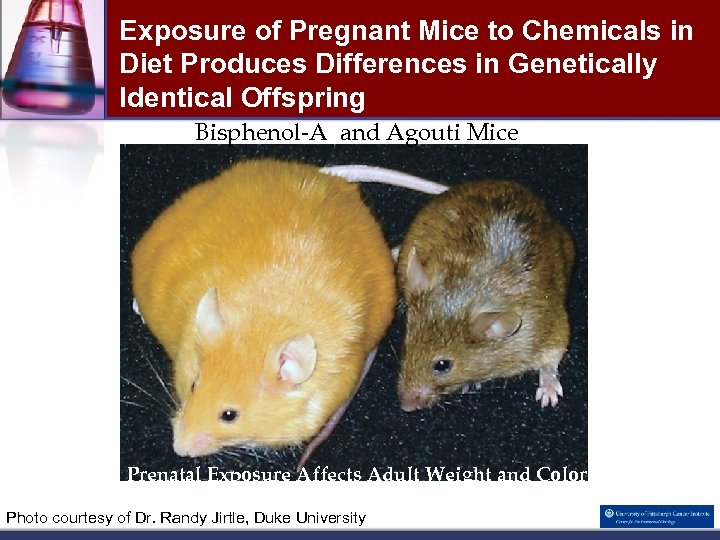 Exposure of Pregnant Mice to Chemicals in Diet Produces Differences in Genetically Identical Offspring