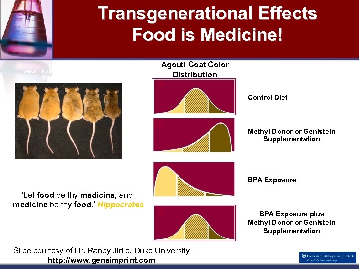 Transgenerational Effects Food is Medicine! Yellow Slightly Mottled Heavily Mottled Pseudoagouti Agouti Coat Color