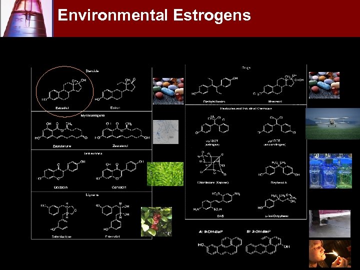 Environmental Estrogens 