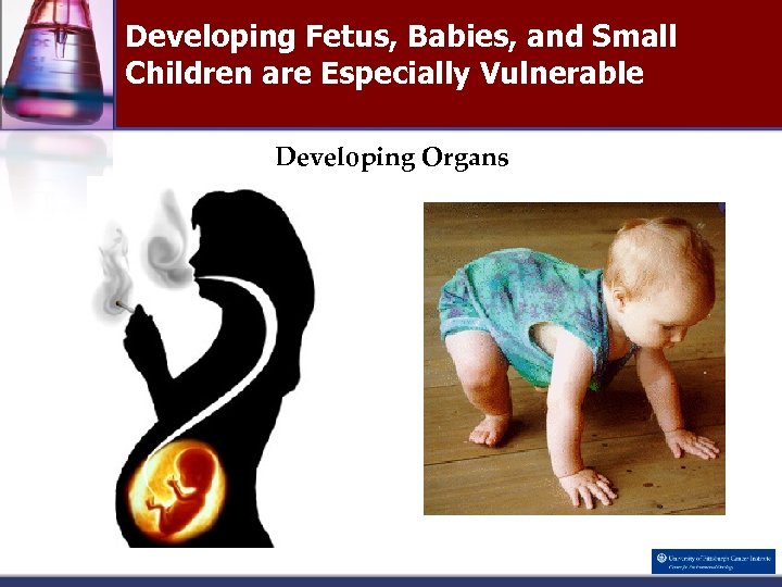 Developing Fetus, Babies, and Small Children are Especially Vulnerable Developing Organs 