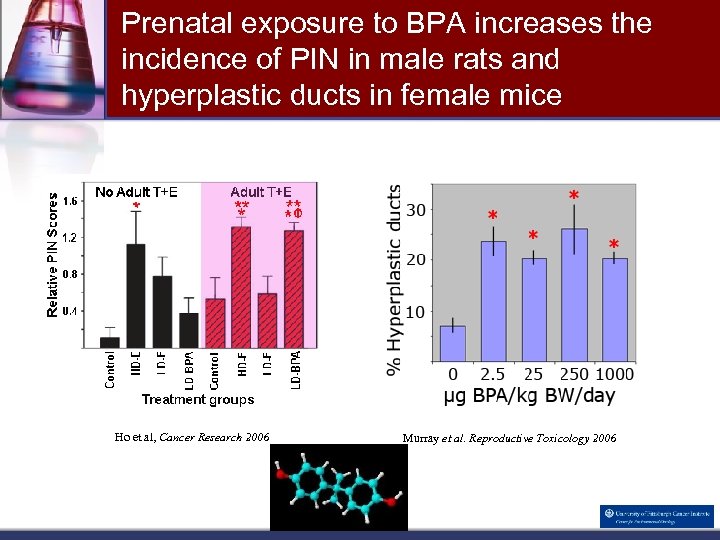 Prenatal exposure to BPA increases the incidence of PIN in male rats and hyperplastic