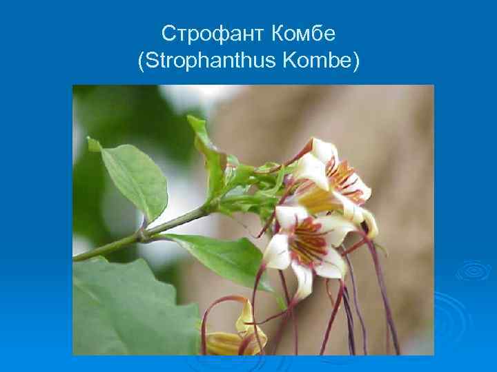 Строфант Комбе (Strophanthus Kombe) 