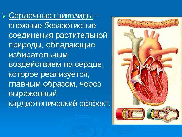 Ø Cердечные гликозиды - сложные безазотистые соединения растительной природы, обладающие избирательным воздействием на сердце,