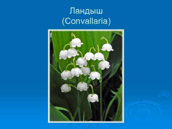 Ландыш (Convallaria) 