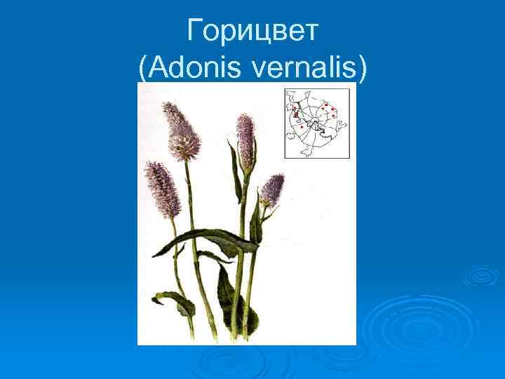 Горицвет (Adonis vernalis) 