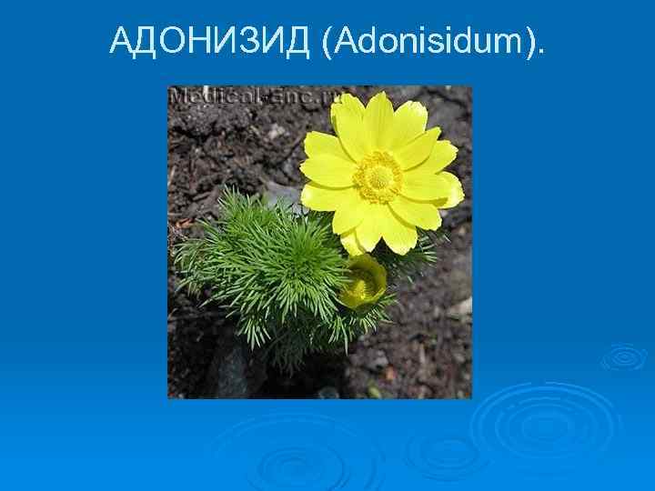 Горицвет весенний на латинском. Адонизид горицвет. Адонизид (Adonisidum) -. Новогаленовый препарат горицвета. Адонизид сердечные гликозиды.