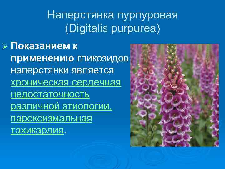 Наперстянка пурпуровая (Digitalis purpurea) Ø Показанием к применению гликозидов наперстянки является хроническая сердечная недостаточность