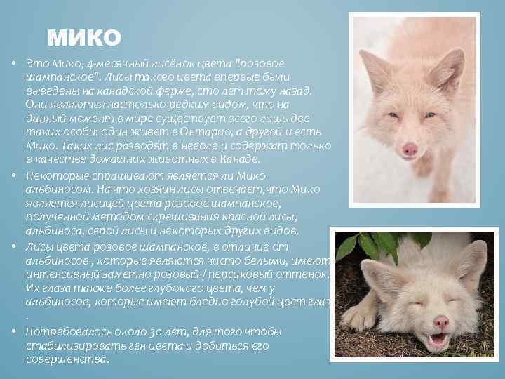 МИКО • Это Мико, 4 -месячный лисёнок цвета 