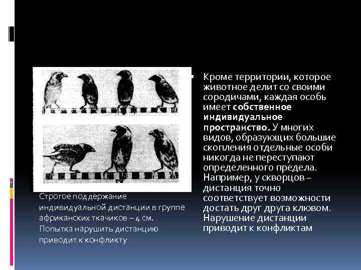  Кроме территории, которое животное делит со своими сородичами, каждая особь имеет собственное индивидуальное