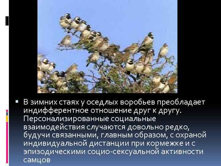  В зимних стаях у оседлых воробьев преобладает индифферентное отношение друг к другу. Персонализированные