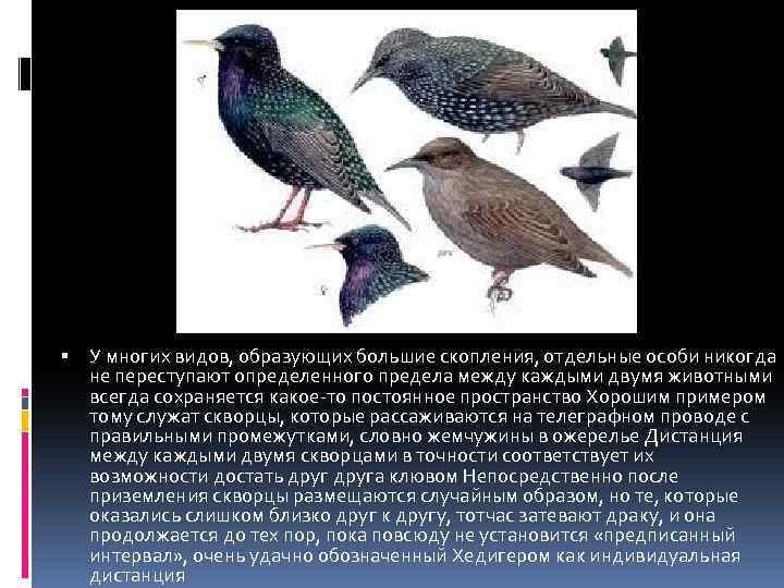  У многих видов, образующих большие скопления, отдельные особи никогда не переступают определенного предела