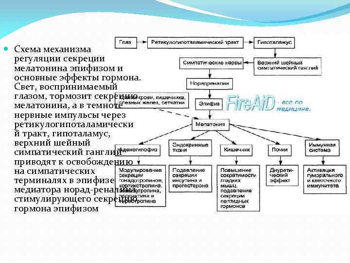  Схема механизма регуляции секреции мелатонина эпифизом и основные эффекты гормона. Свет, воспринимаемый глазом,