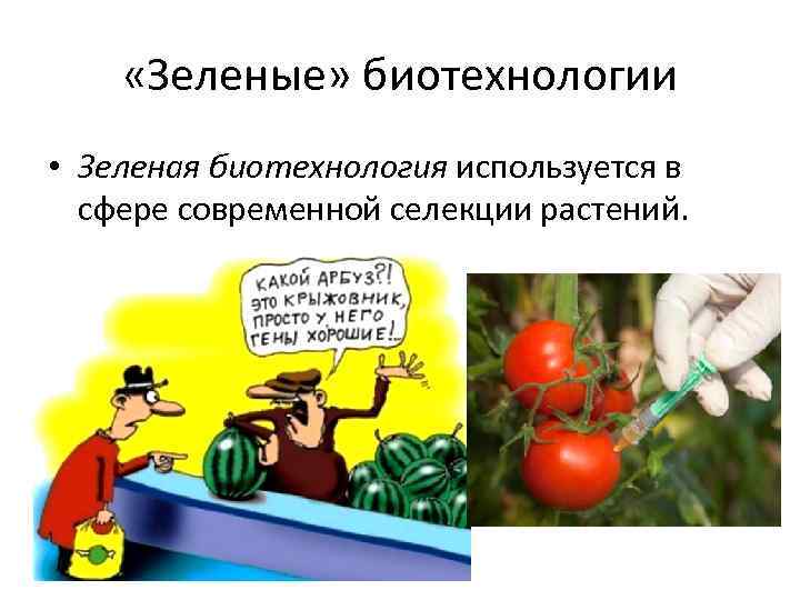  «Зеленые» биотехнологии • Зеленая биотехнология используется в сфере современной селекции растений. 