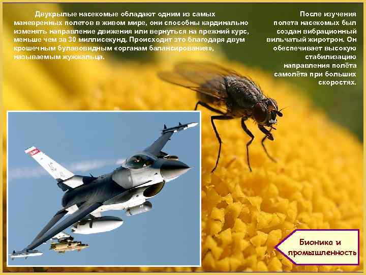 Двукрылые насекомые обладают одним из самых маневренных полетов в живом мире, они способны кардинально