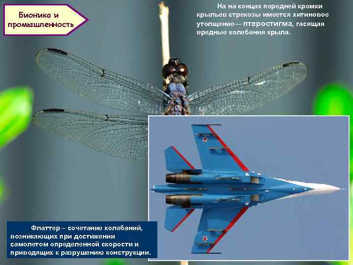 Бионика и промышленность Флаттер – сочетание колебаний, возникающих при достижении самолетом определенной скорости и