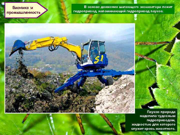 Бионика и промышленность В основе движения шагающего экскаватора лежит гидропривод, напоминающий гидропривод пауков. Пауков