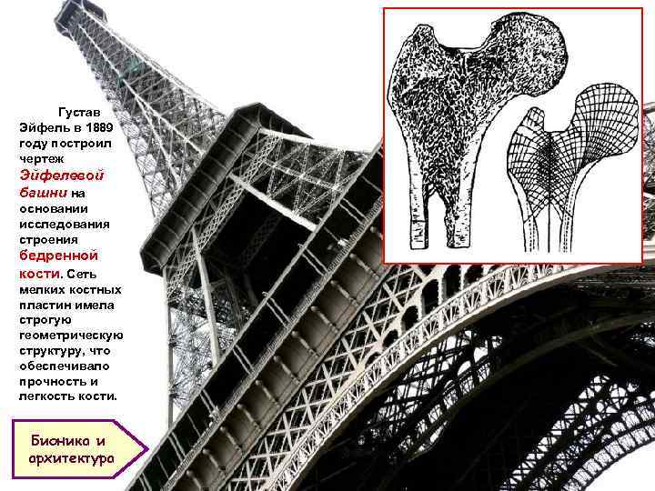 Густав Эйфель в 1889 году построил чертеж Эйфелевой башни на основании исследования строения бедренной