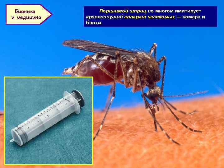 Бионика и медицина Поршневой шприц во многом имитирует кровососущий аппарат насекомых — комара и