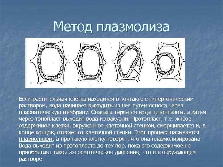 Метод плазмолиза Если растительная клетка находится в контакте с гипертоническим раствором, вода начинает выходить