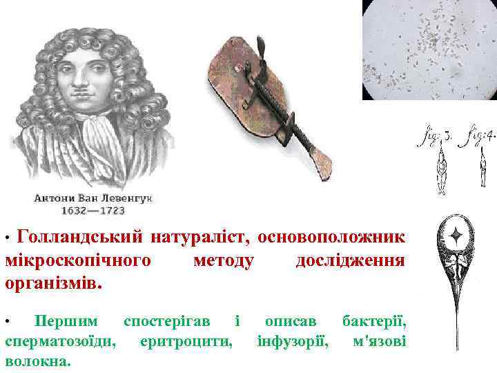 Голландський натураліст, основоположник мікроскопічного методу дослідження організмів. • Першим спостерігав і сперматозоїди, еритроцити, волокна.