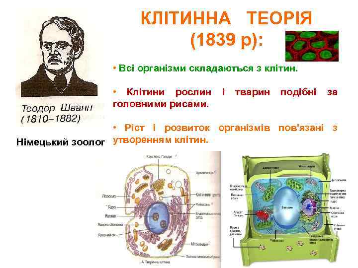 КЛІТИННА ТЕОРІЯ (1839 р): • Всі організми складаються з клітин. • Клітини рослин головними